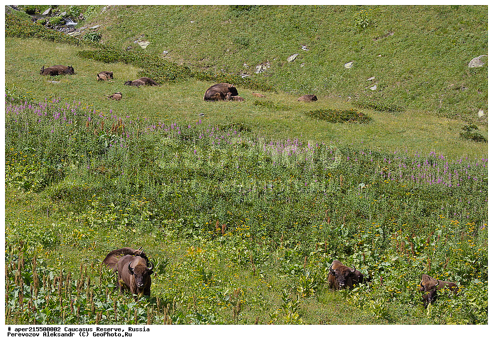 ������������� ����, ���������� ������, ���������-���������� ����������, ������, ���, ������, �������� ������, ���������� ��������������� ����������, ���������� ��������������� ��������� ���������� ���������� ����� �. �. �����������, ��������, ��������, �������������, �������������, �����, �����, XYZ, ���������, Bovidae, ����, ����������� ����, Bison bonasus, ����, �������� ������, ������, ����������, ����������, ������, ����������, ����������, ������