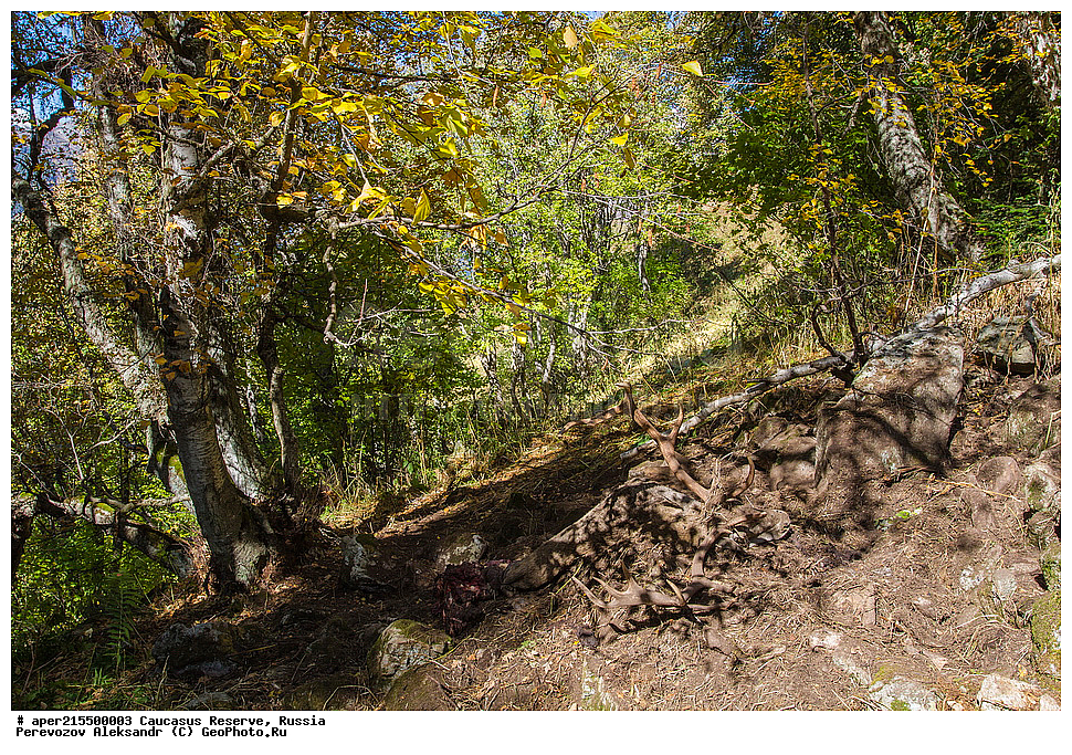 ������������� ����, ���������� ������, ���������-���������� ����������, ������, ���, ������, �������� ������, ���������� ��������������� ����������, ���������� ��������������� ��������� ���������� ���������� ����� �. �. �����������, ��������, ��������, �������������, �������������, �����, �����, XYZ, ��������, ������, Cervidae, ���������� �����, Cervus elaphus maral, ����������� �����, Cervus elaphus, Cervus canadensis, �����, ������