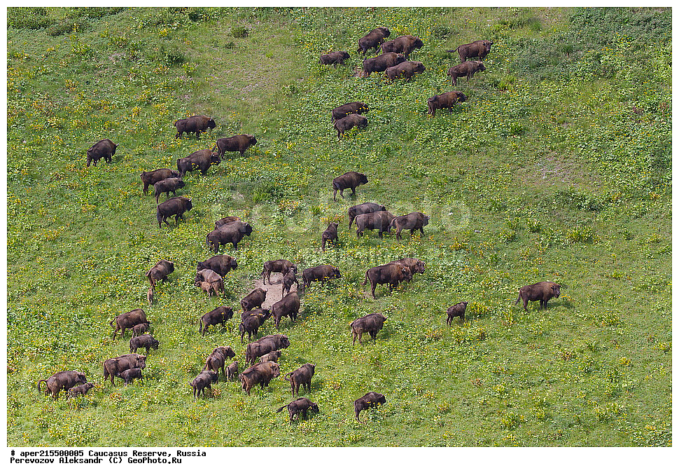 ������������� ����, ���������� ������, ���������-���������� ����������, ������, ���, ������, �������� ������, ���������� ��������������� ����������, ���������� ��������������� ��������� ���������� ���������� ����� �. �. �����������, ��������, ��������, �������������, �������������, �����, �����, XYZ, ���������, Bovidae, ����, ����������� ����, Bison bonasus, ����, �������� ������, ������, ����������, ����������, ������, ����������, ����������, ������