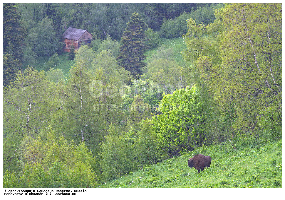 ������������� ����, ���������� ������, ���������-���������� ����������, ������, ���, ������, �������� ������, ���������� ��������������� ����������, ���������� ��������������� ��������� ���������� ���������� ����� �. �. �����������, ��������, ��������, �������������, �������������, �����, �����, XYZ, ���������, Bovidae, ����, ����������� ����, Bison bonasus, ����, ������ ������, ������, ����������, ����������, ������, ����������, ����������, ������