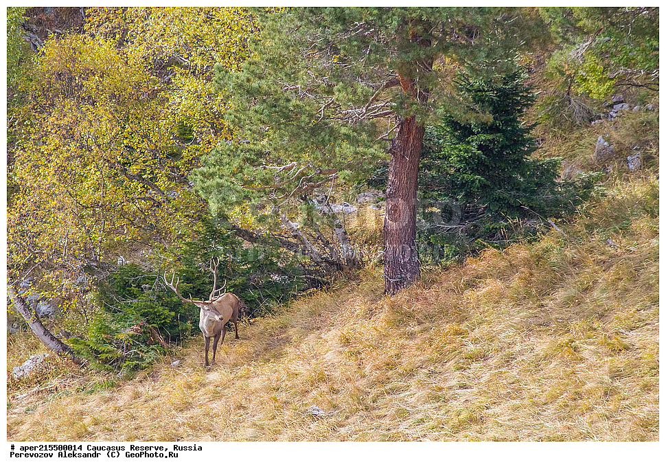 ������������� ����, ���������� ������, ���������-���������� ����������, ������, ���, ������, �������� ������, ���������� ��������������� ����������, ���������� ��������������� ��������� ���������� ���������� ����� �. �. �����������, ��������, ��������, �������������, �������������, �����, �����, XYZ, ��������, ������, Cervidae, ���������� �����, Cervus elaphus maral, ����������� �����, Cervus elaphus, Cervus canadensis, �����, ������