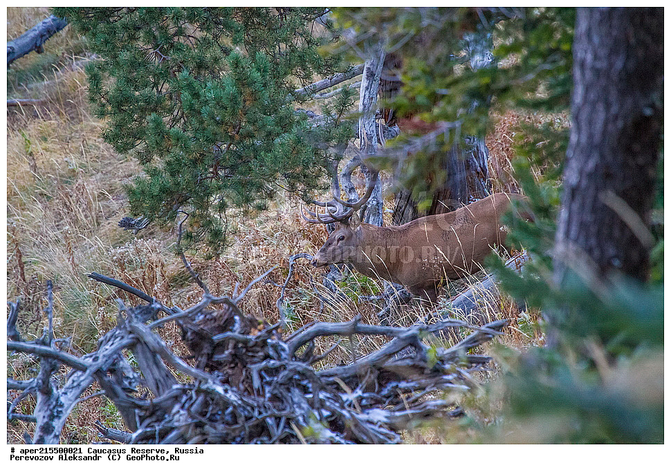 ������������� ����, ���������� ������, ���������-���������� ����������, ������, ���, ������, �������� ������, ���������� ��������������� ����������, ���������� ��������������� ��������� ���������� ���������� ����� �. �. �����������, ��������, ��������, �������������, �������������, �����, �����, XYZ, ��������, ������, Cervidae, ���������� �����, Cervus elaphus maral, ����������� �����, Cervus elaphus, Cervus canadensis, �����, ������