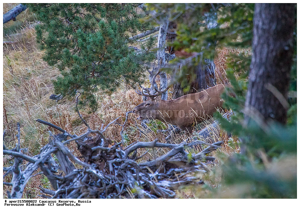 ������������� ����, ���������� ������, ���������-���������� ����������, ������, ���, ������, �������� ������, ���������� ��������������� ����������, ���������� ��������������� ��������� ���������� ���������� ����� �. �. �����������, ��������, ��������, �������������, �������������, �����, �����, XYZ, ��������, ������, Cervidae, ���������� �����, Cervus elaphus maral, ����������� �����, Cervus elaphus, Cervus canadensis, �����, ������