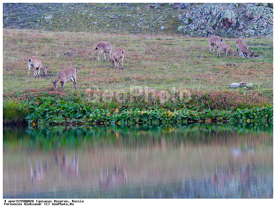 ������������� ����, ���������� ������, ���������-���������� ����������, ������, ���, ������, �������� ������, ���������� ��������������� ����������, ���������� ��������������� ��������� ���������� ���������� ����� �. �. �����������, ��������, ��������, �������������, �������������, �����, �����, XYZ, ���������, Bovidae, ����������������� ���, ��������� ���, ���������� ������ ����, ���������� ������ �����, Capra caucasica, �����, ����� ���������, ������ �����, ������