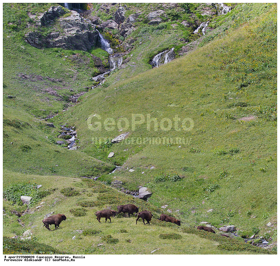 ������������� ����, ���������� ������, ���������-���������� ����������, ������, ���, ������, �������� ������, ���������� ��������������� ����������, ���������� ��������������� ��������� ���������� ���������� ����� �. �. �����������, ��������, ��������, �������������, �������������, �����, �����, XYZ, ���������, Bovidae, ����, ����������� ����, Bison bonasus, ����, �������� ������, ������, ����������, ����������, ������, ����������, ����������, ������