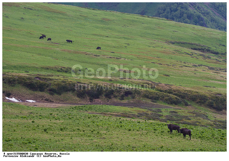 ������������� ����, ���������� ������, ���������-���������� ����������, ������, ���, ������, �������� ������, ���������� ��������������� ����������, ���������� ��������������� ��������� ���������� ���������� ����� �. �. �����������, ��������, ��������, �������������, �������������, �����, �����, XYZ, ���������, Bovidae, ����, ����������� ����, Bison bonasus, ����, ��������� �������, ������, ����������, ����������, ������, ����������, ����������, ������