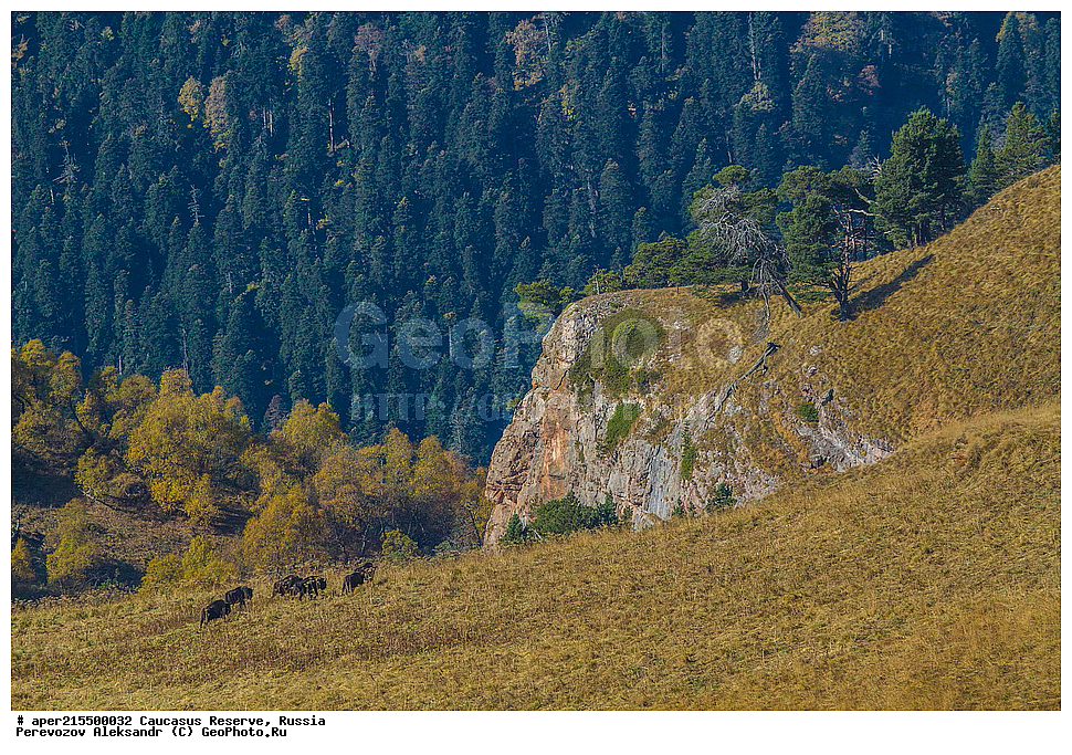 ������������� ����, ���������� ������, ���������-���������� ����������, ������, ���, ������, �������� ������, ���������� ��������������� ����������, ���������� ��������������� ��������� ���������� ���������� ����� �. �. �����������, ��������, ��������, �������������, �������������, �����, �����, XYZ, ���������, Bovidae, ����, ����������� ����, Bison bonasus, �����, ������, ����������, ����������, ������, ����������, ����������, ������