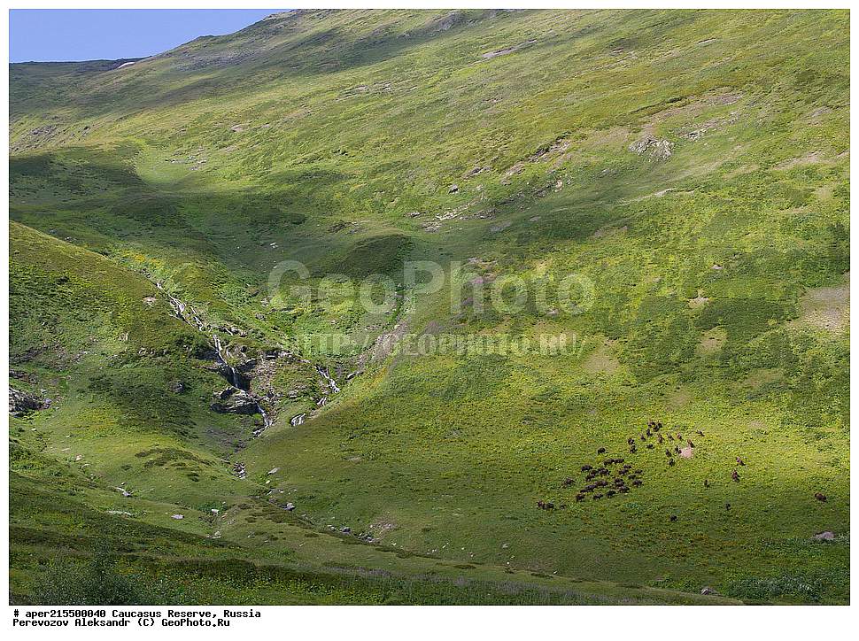 ������������� ����, ���������� ������, ���������-���������� ����������, ������, ���, ������, �������� ������, ���������� ��������������� ����������, ���������� ��������������� ��������� ���������� ���������� ����� �. �. �����������, ��������, ��������, �������������, �������������, �����, �����, XYZ, ���������, Bovidae, ����, ����������� ����, Bison bonasus, ����, �������� ������, ������, ����������, ����������, ������, ����������, ����������, ������