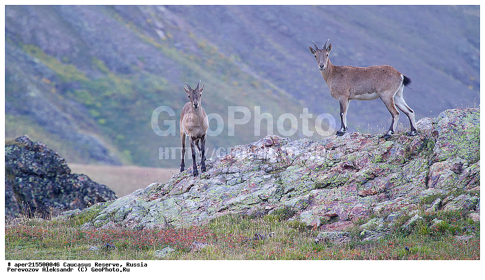 ������������� ����, ���������� ������, ���������-���������� ����������, ������, ���, ������, �������� ������, ���������� ��������������� ����������, ���������� ��������������� ��������� ���������� ���������� ����� �. �. �����������, ��������, ��������, �������������, �������������, �����, �����, XYZ, ���������, Bovidae, ����������������� ���, ��������� ���, ���������� ������ ����, ���������� ������ �����, Capra caucasica, �����, ����� ���������, ������ �����, ������