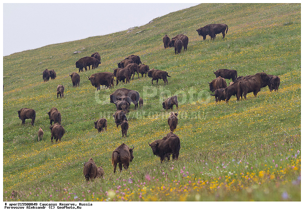  ������������� ����, ���������� ������, ���������-���������� ����������, ������, ���, ������, �������� ������, ���������� ��������������� ����������, ���������� ��������������� ��������� ���������� ���������� ����� �. �. �����������, ��������, ��������, �������������, �������������, �����, �����, XYZ, ���������, Bovidae, ����, ����������� ����, Bison bonasus, ����, ���������� ������, ���� ������, ������, ����������, ����������, ������, ����������, ����������, ������