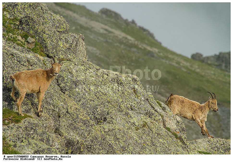 ������������� ����, ���������� ������, ���������-���������� ����������, ������, ���, ������, �������� ������, ���������� ��������������� ����������, ���������� ��������������� ��������� ���������� ���������� ����� �. �. �����������, ��������, ��������, �������������, �������������, �����, �����, XYZ, ���������, Bovidae, ����������������� ���, ��������� ���, ���������� ������ ����, ���������� ������ �����, Capra caucasica, ����, ���� �����, ������