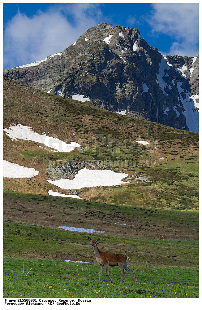 ������������� ����, ���������� ������, ���������-���������� ����������, ������, ���, ������, �������� ������, ���������� ��������������� ����������, ���������� ��������������� ��������� ���������� ���������� ����� �. �. �����������, ��������, ��������, �������������, �������������, �����, �����, XYZ, ��������, ������, Cervidae, ���������� �����, Cervus elaphus maral, ����������� �����, Cervus elaphus, Cervus canadensis, ����, ��������� �������, ������