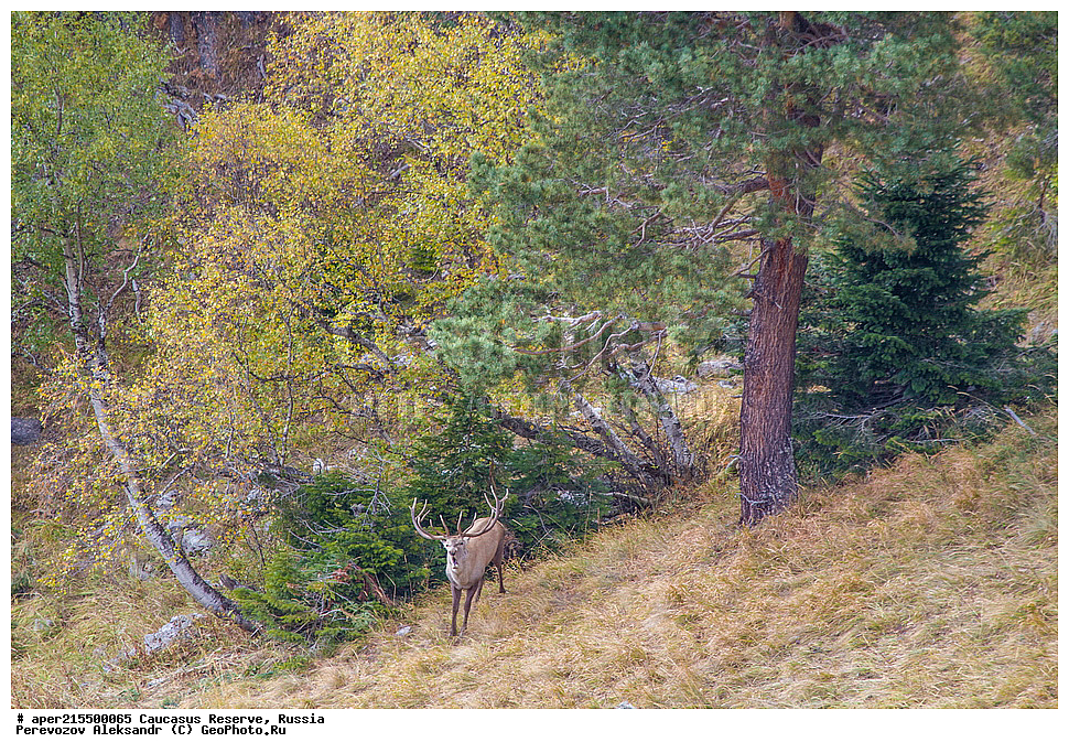 ������������� ����, ���������� ������, ���������-���������� ����������, ������, ���, ������, �������� ������, ���������� ��������������� ����������, ���������� ��������������� ��������� ���������� ���������� ����� �. �. �����������, ��������, ��������, �������������, �������������, �����, �����, XYZ, ��������, ������, Cervidae, ���������� �����, Cervus elaphus maral, ����������� �����, Cervus elaphus, Cervus canadensis, �����, ������