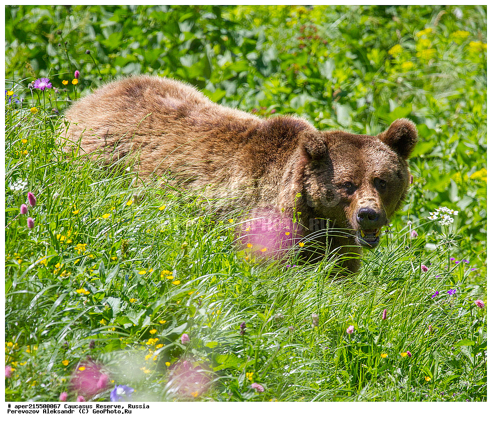 ������������� ����, ���������� ������, ���������-���������� ����������, ������, ���, ������, �������� ������, ���������� ��������������� ����������, ���������� ��������������� ��������� ���������� ���������� ����� �. �. �����������, ��������, ��������, �������������, �������������, �����, �����, �������, ������, XYZ, ��������, Ursidae, ���������� ����� �������, Ursus arctos meridionalis, Ursus arctos syriacus, ����� �������, ������������ �������, Ursus arctos, ����, ������ ���� �����, ��������� ������, ������