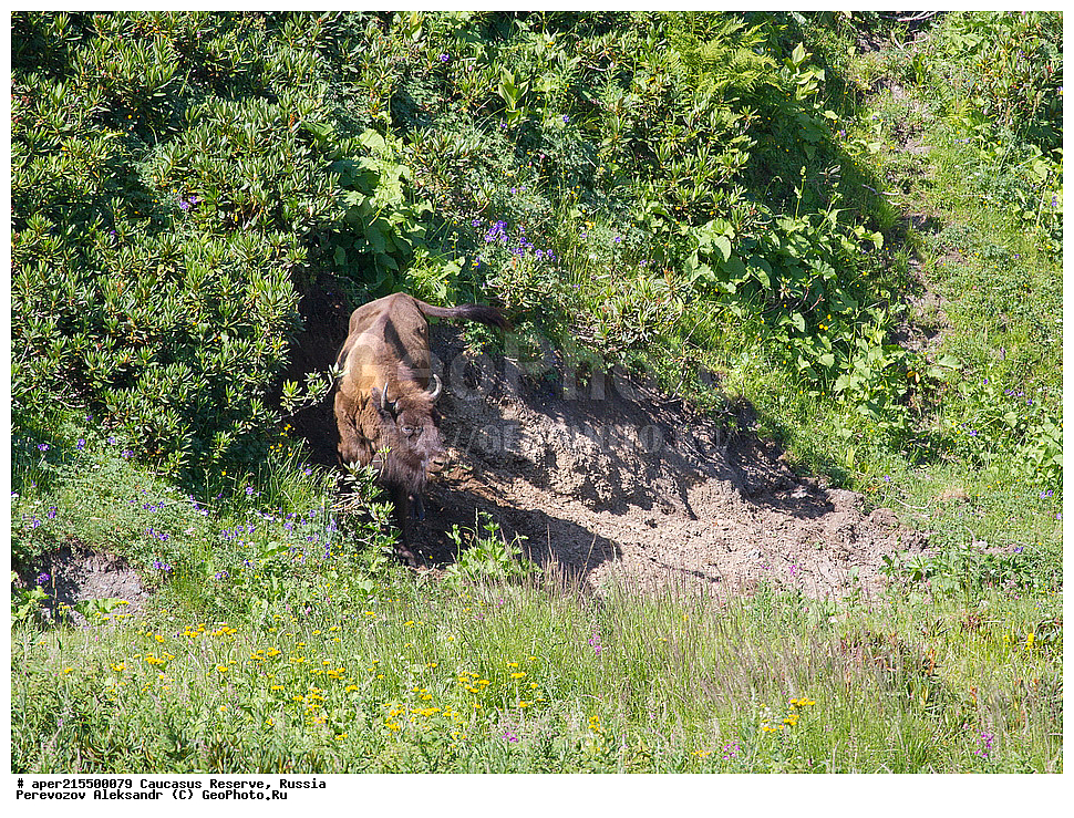 ������������� ����, ���������� ������, ���������-���������� ����������, ������, ���, ������, �������� ������, ���������� ��������������� ����������, ���������� ��������������� ��������� ���������� ���������� ����� �. �. �����������, ��������, ��������, �������������, �������������, �����, �����, XYZ, ���������, Bovidae, ����, ����������� ����, Bison bonasus, ����, �������� ������, ������, ����������, ����������, ������, ����������, ����������, ������