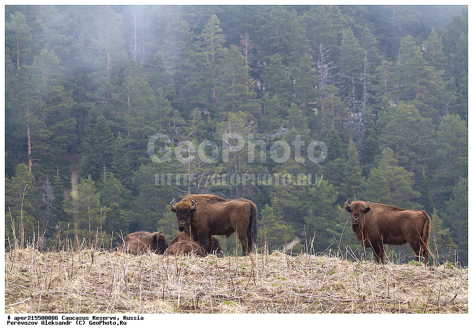 ������������� ����, ���������� ������, ���������-���������� ����������, ������, ���, ������, �������� ������, ���������� ��������������� ����������, ���������� ��������������� ��������� ���������� ���������� ����� �. �. �����������, ��������, ��������, �������������, �������������, �����, �����, XYZ, ���������, Bovidae, ����, ����������� ����, Bison bonasus, �����, ������������ �������, ������, ����������, ����������, ������, ����������, ����������, ������