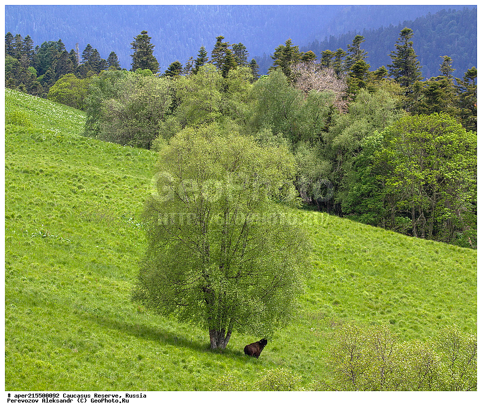 ������������� ����, ���������� ������, ���������-���������� ����������, ������, ���, ������, �������� ������, ���������� ��������������� ����������, ���������� ��������������� ��������� ���������� ���������� ����� �. �. �����������, ��������, ��������, �������������, �������������, �����, �����, XYZ, ���������, Bovidae, ����, ����������� ����, Bison bonasus, ����, ������ ������, ������, ����������, ����������, ������, ����������, ����������, ������