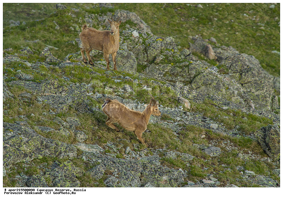 ������������� ����, ���������� ������, ���������-���������� ����������, ������, ���, ������, �������� ������, ���������� ��������������� ����������, ���������� ��������������� ��������� ���������� ���������� ����� �. �. �����������, ��������, ��������, �������������, �������������, �����, �����, XYZ, ���������, Bovidae, ����������������� ���, ��������� ���, ���������� ������ ����, ���������� ������ �����, Capra caucasica, ����, ���� �����, ������