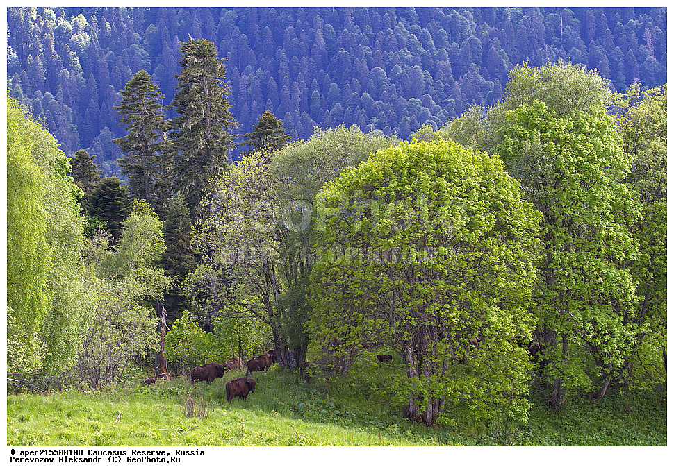 ������������� ����, ���������� ������, ���������-���������� ����������, ������, ���, ������, �������� ������, ���������� ��������������� ����������, ���������� ��������������� ��������� ���������� ���������� ����� �. �. �����������, ��������, ��������, �������������, �������������, �����, �����, XYZ, ���������, Bovidae, ����, ����������� ����, Bison bonasus, ����, ������ ������, ������, ����������, ����������, ������, ����������, ����������, ������