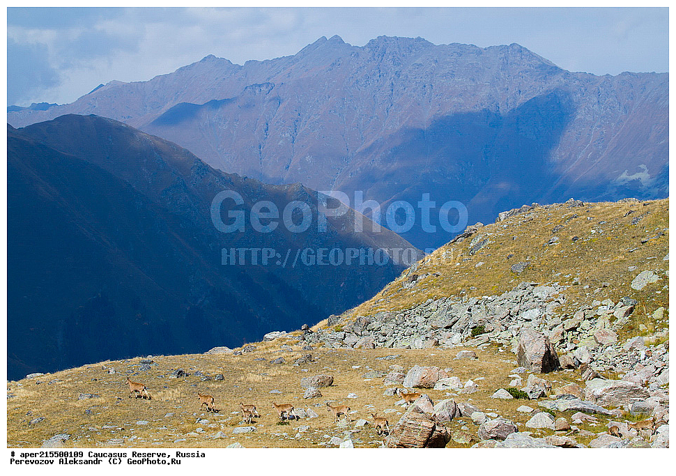 ������������� ����, ���������� ������, ���������-���������� ����������, ������, ���, ������, �������� ������, ���������� ��������������� ����������, ���������� ��������������� ��������� ���������� ���������� ����� �. �. �����������, ��������, ��������, �������������, �������������, �����, �����, XYZ, ���������, Bovidae, ����������������� ���, ��������� ���, ���������� ������ ����, ���������� ������ �����, Capra caucasica, �����, ����������� ����� ���������, ������