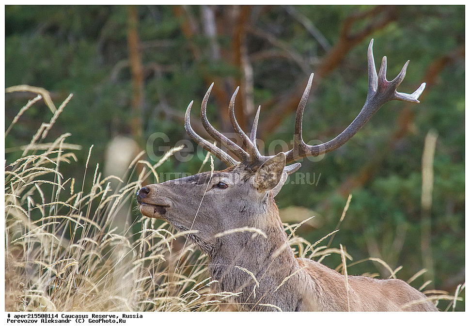 ������������� ����, ���������� ������, ���������-���������� ����������, ������, ���, ������, �������� ������, ���������� ��������������� ����������, ���������� ��������������� ��������� ���������� ���������� ����� �. �. �����������, ��������, ��������, �������������, �������������, �����, �����, XYZ, ��������, ������, Cervidae, ���������� �����, Cervus elaphus maral, ����������� �����, Cervus elaphus, Cervus canadensis, �����, ������