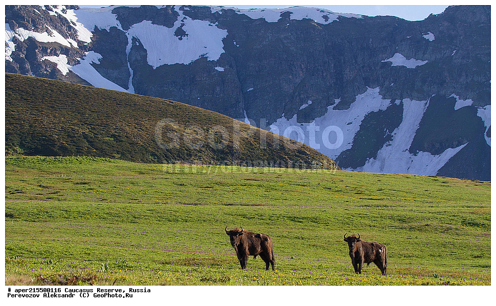 ������������� ����, ���������� ������, ���������-���������� ����������, ������, ���, ������, �������� ������, ���������� ��������������� ����������, ���������� ��������������� ��������� ���������� ���������� ����� �. �. �����������, ��������, ��������, �������������, �������������, �����, �����, XYZ, ���������, Bovidae, ����, ����������� ����, Bison bonasus, ����, ��������� �������, ������, ����������, ����������, ������, ����������, ����������, ������