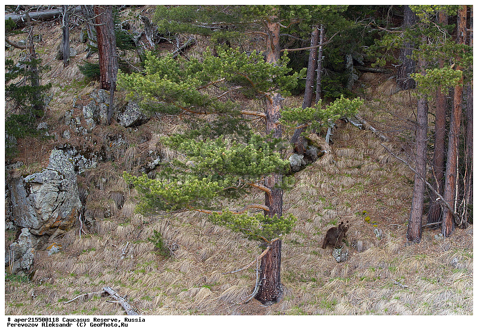  ������������� ����, ���������� ������, ���������-���������� ����������, ������, ���, ������, �������� ������, ���������� ��������������� ����������, ���������� ��������������� ��������� ���������� ���������� ����� �. �. �����������, ��������, ��������, �������������, �������������, �����, �����, �������, ������, XYZ, ��������, Ursidae, ���������� ����� �������, Ursus arctos meridionalis, Ursus arctos syriacus, ����� �������, ������������ �������, Ursus arctos, �����, ����� �������, ������