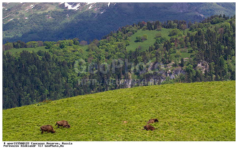 ������������� ����, ���������� ������, ���������-���������� ����������, ������, ���, ������, �������� ������, ���������� ��������������� ����������, ���������� ��������������� ��������� ���������� ���������� ����� �. �. �����������, ��������, ��������, �������������, �������������, �����, �����, XYZ, ���������, Bovidae, ����, ����������� ����, Bison bonasus, ����, ������ ������, ������, ����������, ����������, ������, ����������, ����������, ������