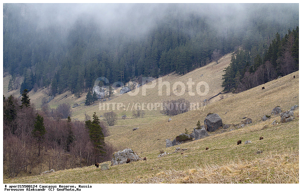 ������������� ����, ���������� ������, ���������-���������� ����������, ������, ���, ������, �������� ������, ���������� ��������������� ����������, ���������� ��������������� ��������� ���������� ���������� ����� �. �. �����������, ��������, ��������, �������������, �������������, �����, �����, XYZ, ���������, Bovidae, ����, ����������� ����, Bison bonasus, �����, ������������ �������, ������, ����������, ����������, ������, ����������, ����������, ������