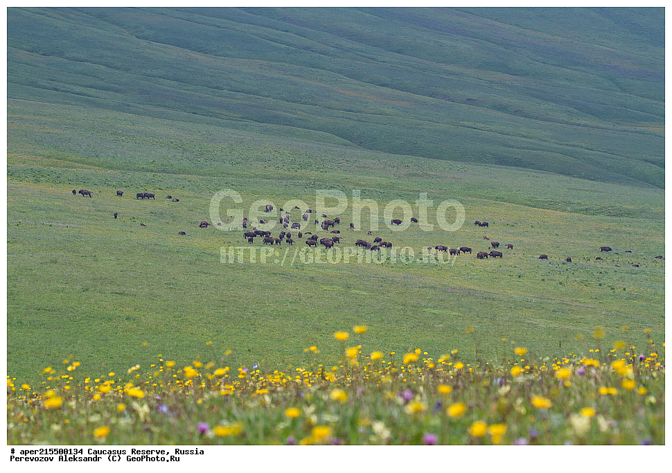  ������������� ����, ���������� ������, ���������-���������� ����������, ������, ���, ������, �������� ������, ���������� ��������������� ����������, ���������� ��������������� ��������� ���������� ���������� ����� �. �. �����������, ��������, ��������, �������������, �������������, �����, �����, XYZ, ���������, Bovidae, ����, ����������� ����, Bison bonasus, ����, ���������� ������, ���� ������, ������, ����������, ����������, ������, ����������, ����������, ������