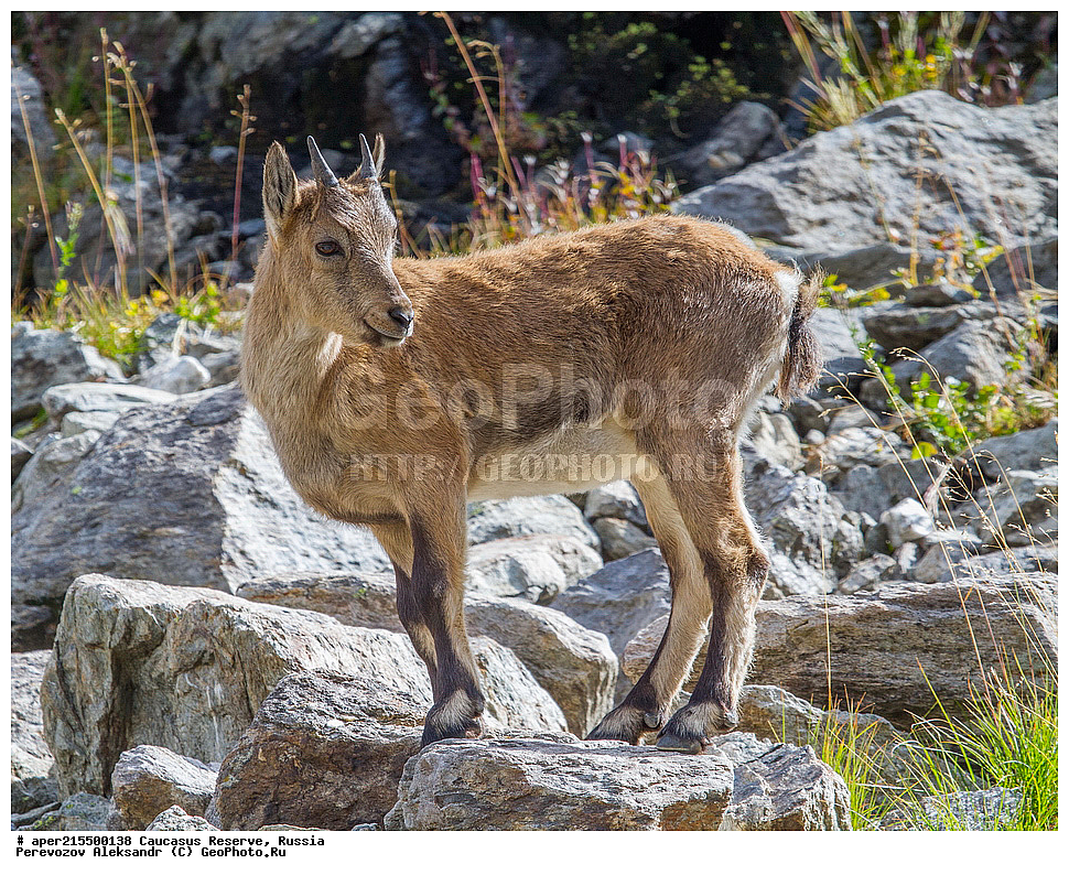 ������������� ����, ���������� ������, ���������-���������� ����������, ������, ���, ������, �������� ������, ���������� ��������������� ����������, ���������� ��������������� ��������� ���������� ���������� ����� �. �. �����������, ��������, ��������, �������������, �������������, �����, �����, XYZ, ���������, Bovidae, ����������������� ���, ��������� ���, ���������� ������ ����, ���������� ������ �����, Capra caucasica, �����, ����������� ����� ���������, ������