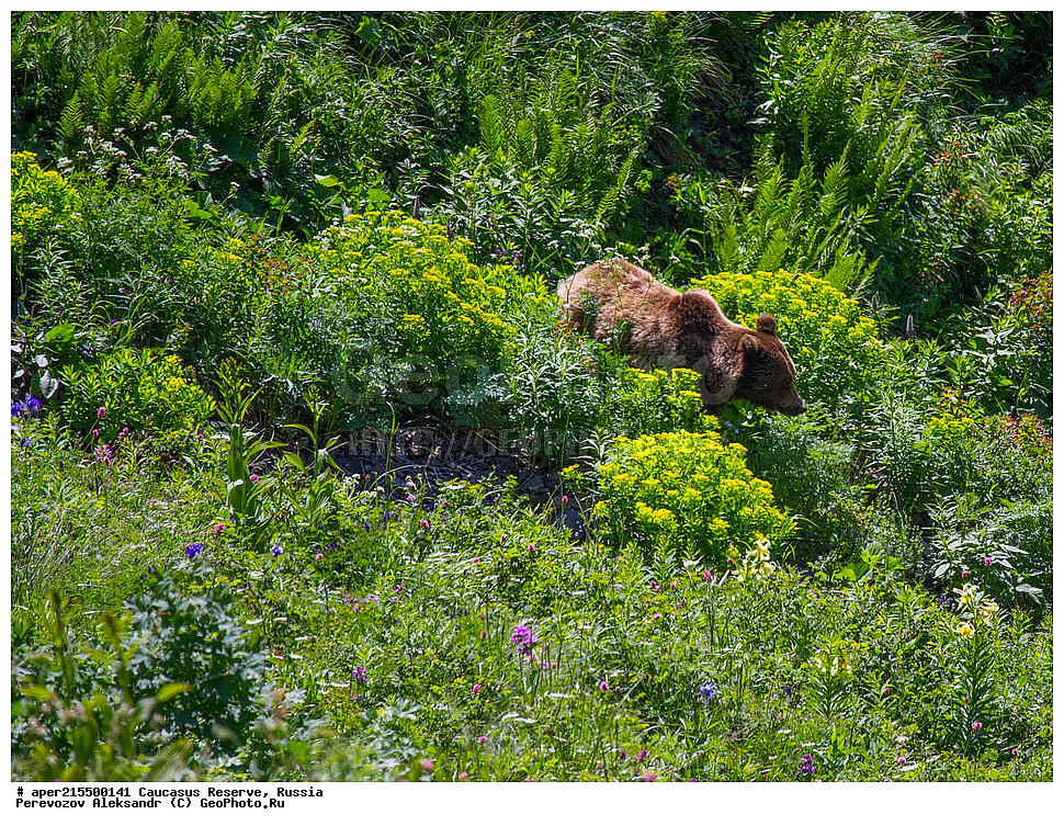 ������������� ����, ���������� ������, ���������-���������� ����������, ������, ���, ������, �������� ������, ���������� ��������������� ����������, ���������� ��������������� ��������� ���������� ���������� ����� �. �. �����������, ��������, ��������, �������������, �������������, �����, �����, �������, ������, XYZ, ��������, Ursidae, ���������� ����� �������, Ursus arctos meridionalis, Ursus arctos syriacus, ����� �������, ������������ �������, Ursus arctos, ����, ������ ���� �����, ��������� ������, ������