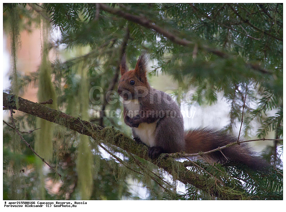  ������������� ����, ���������� ������, ���������-���������� ����������, ������, ���, ������, �������� ������, ���������� ��������������� ����������, ���������� ��������������� ��������� ���������� ���������� ����� �. �. �����������, ��������, ��������, �������������, �������������, �����, �����, XYZ, �������, Sciuridae, ������������ �����, �����, Sciurus vulgaris, �����,�������, ������