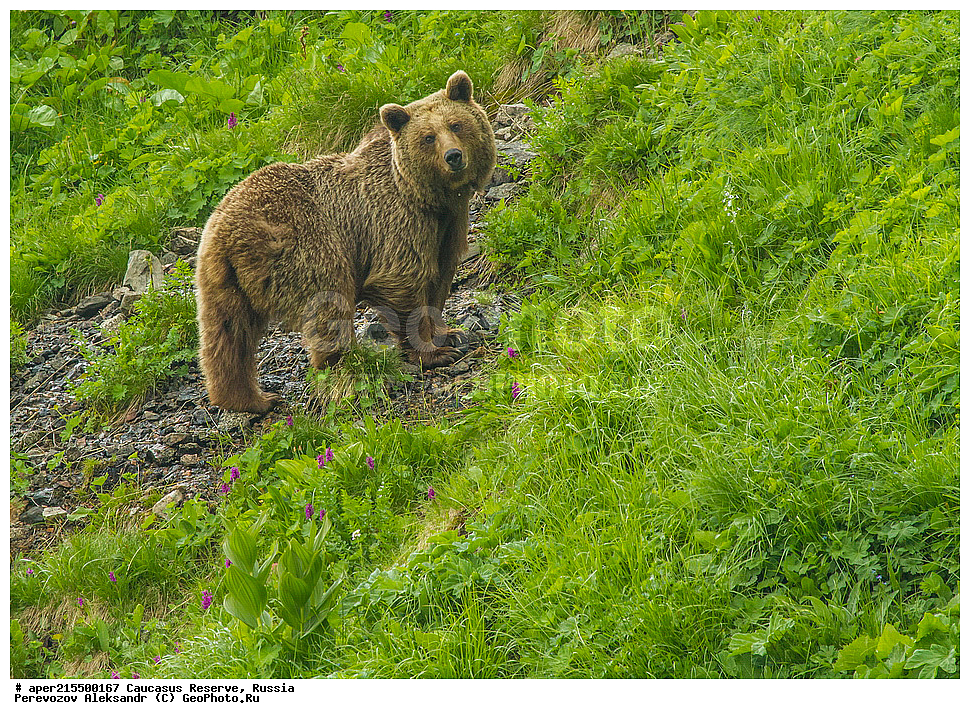 ������������� ����, ���������� ������, ���������-���������� ����������, ������, ���, ������, �������� ������, ���������� ��������������� ����������, ���������� ��������������� ��������� ���������� ���������� ����� �. �. �����������, ��������, ��������, �������������, �������������, �����, �����, �������, ������, XYZ, ��������, Ursidae, ���������� ����� �������, Ursus arctos meridionalis, Ursus arctos syriacus, ����� �������, ������������ �������, Ursus arctos, ����, ���� �����, ������