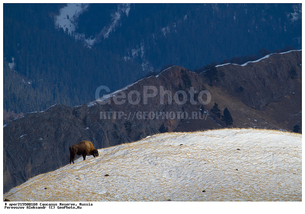 ������������� ����, ���������� ������, ���������-���������� ����������, ������, ���, ������, �������� ������, ���������� ��������������� ����������, ���������� ��������������� ��������� ���������� ���������� ����� �. �. �����������, ��������, ��������, �������������, �������������, �����, �����, XYZ, ���������, Bovidae, ����, ����������� ����, Bison bonasus, ����, ���������� ������, ������, ����������, ����������, ������, ����������, ����������, ������