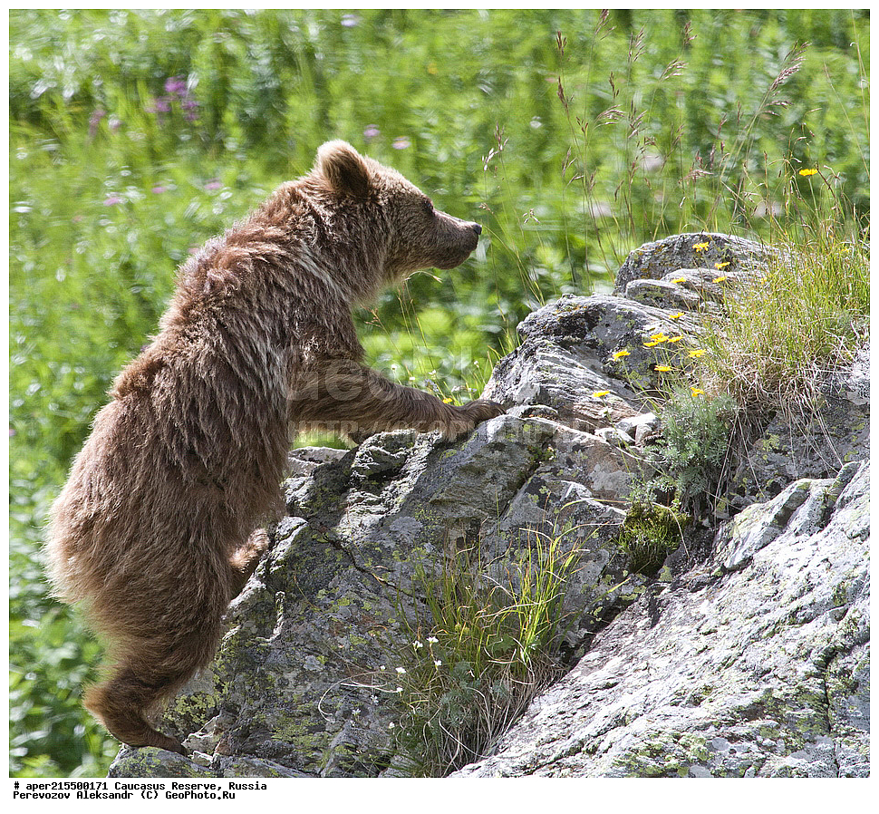 ������������� ����, ���������� ������, ���������-���������� ����������, ������, ���, ������, �������� ������, ���������� ��������������� ����������, ���������� ��������������� ��������� ���������� ���������� ����� �. �. �����������, ��������, ��������, �������������, �������������, �����, �����, �������, ������, XYZ, ��������, Ursidae, ���������� ����� �������, Ursus arctos meridionalis, Ursus arctos syriacus, ����� �������, ������������ �������, Ursus arctos, ����, ������ ����� �����, ������