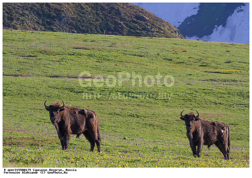 ������������� ����, ���������� ������, ���������-���������� ����������, ������, ���, ������, �������� ������, ���������� ��������������� ����������, ���������� ��������������� ��������� ���������� ���������� ����� �. �. �����������, ��������, ��������, �������������, �������������, �����, �����, XYZ, ���������, Bovidae, ����, ����������� ����, Bison bonasus, ����, ��������� �������, ������, ����������, ����������, ������, ����������, ����������, ������