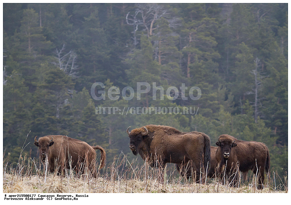 ������������� ����, ���������� ������, ���������-���������� ����������, ������, ���, ������, �������� ������, ���������� ��������������� ����������, ���������� ��������������� ��������� ���������� ���������� ����� �. �. �����������, ��������, ��������, �������������, �������������, �����, �����, XYZ, ���������, Bovidae, ����, ����������� ����, Bison bonasus, �����, ������������ �������, ������, ����������, ����������, ������, ����������, ����������, ������