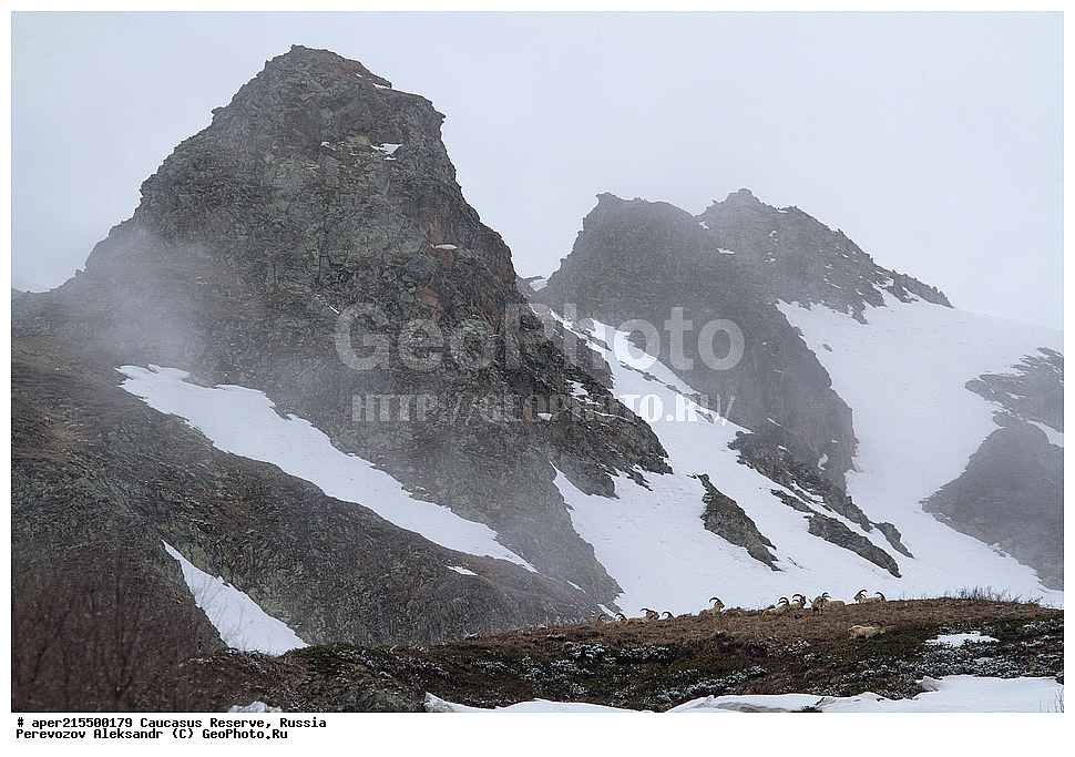 ������������� ����, ���������� ������, ���������-���������� ����������, ������, ���, ������, �������� ������, ���������� ��������������� ����������, ���������� ��������������� ��������� ���������� ���������� ����� �. �. �����������, ��������, ��������, �������������, �������������, �����, �����, XYZ, ���������, Bovidae, ����������������� ���, ��������� ���, ���������� ������ ����, ���������� ������ �����, Capra caucasica, �����, ������ ����� �����, ������