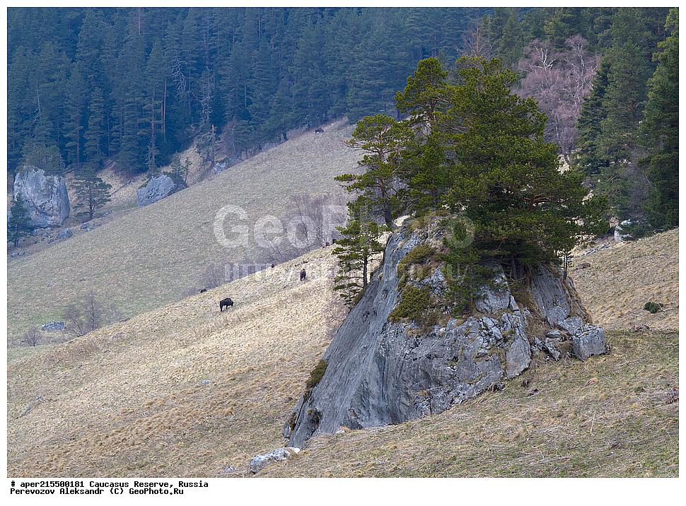 ������������� ����, ���������� ������, ���������-���������� ����������, ������, ���, ������, �������� ������, ���������� ��������������� ����������, ���������� ��������������� ��������� ���������� ���������� ����� �. �. �����������, ��������, ��������, �������������, �������������, �����, �����, XYZ, ���������, Bovidae, ����, ����������� ����, Bison bonasus, �����, ������������ �������, ������, ����������, ����������, ������, ����������, ����������, ������