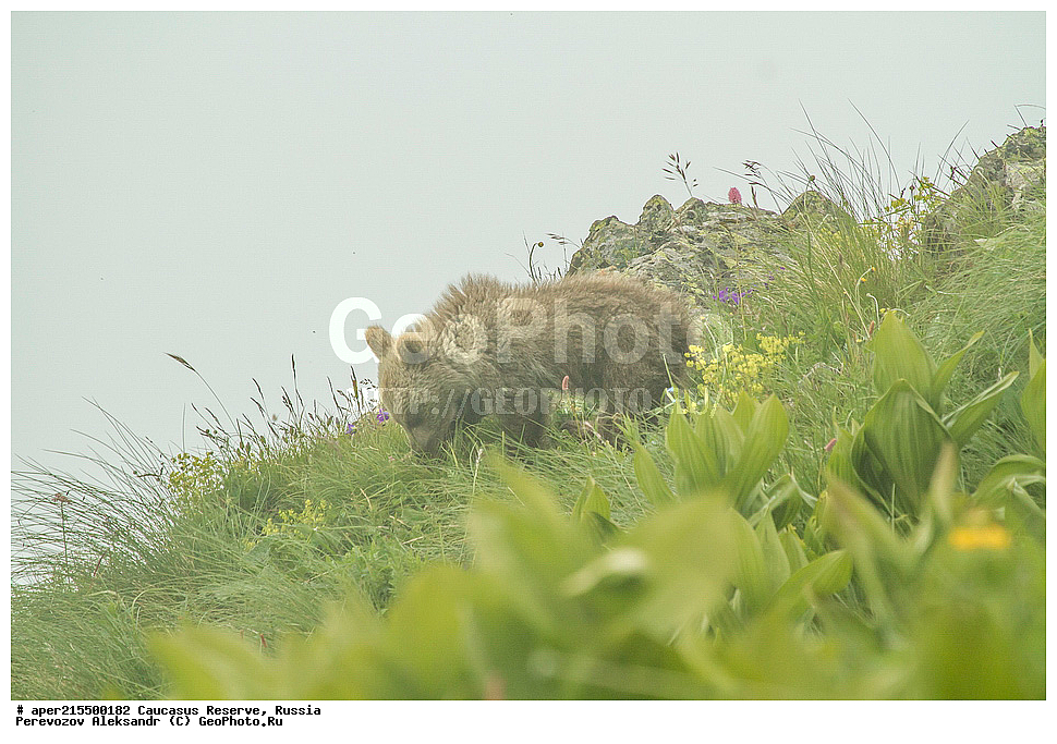 ������������� ����, ���������� ������, ���������-���������� ����������, ������, ���, ������, �������� ������, ���������� ��������������� ����������, ���������� ��������������� ��������� ���������� ���������� ����� �. �. �����������, ��������, ��������, �������������, �������������, �����, �����, �������, ������, XYZ, ��������, Ursidae, ���������� ����� �������, Ursus arctos meridionalis, Ursus arctos syriacus, ����� �������, ������������ �������, Ursus arctos, ����, ���� �����, ������