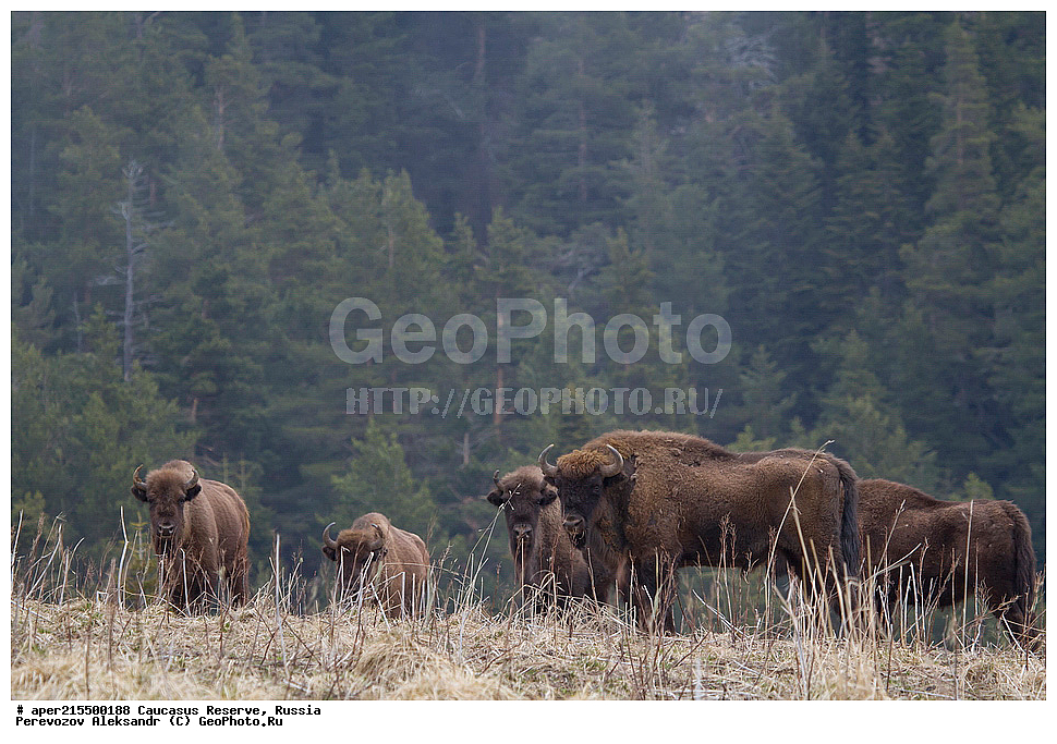 ������������� ����, ���������� ������, ���������-���������� ����������, ������, ���, ������, �������� ������, ���������� ��������������� ����������, ���������� ��������������� ��������� ���������� ���������� ����� �. �. �����������, ��������, ��������, �������������, �������������, �����, �����, XYZ, ���������, Bovidae, ����, ����������� ����, Bison bonasus, �����, ������������ �������, ������, ����������, ����������, ������, ����������, ����������, ������