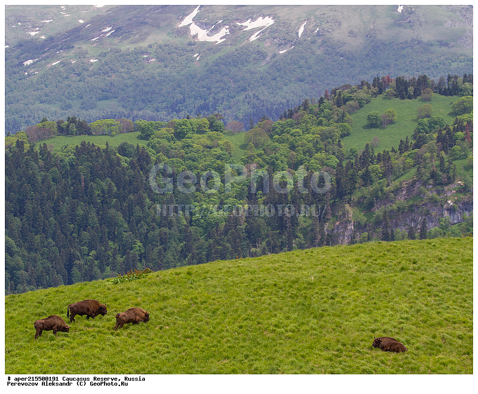 ������������� ����, ���������� ������, ���������-���������� ����������, ������, ���, ������, �������� ������, ���������� ��������������� ����������, ���������� ��������������� ��������� ���������� ���������� ����� �. �. �����������, ��������, ��������, �������������, �������������, �����, �����, XYZ, ���������, Bovidae, ����, ����������� ����, Bison bonasus, ����, ������ ������, ������, ����������, ����������, ������, ����������, ����������, ������