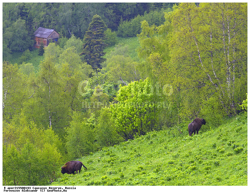 ������������� ����, ���������� ������, ���������-���������� ����������, ������, ���, ������, �������� ������, ���������� ��������������� ����������, ���������� ��������������� ��������� ���������� ���������� ����� �. �. �����������, ��������, ��������, �������������, �������������, �����, �����, XYZ, ���������, Bovidae, ����, ����������� ����, Bison bonasus, ����, ������ ������, ������, ����������, ����������, ������, ����������, ����������, ������