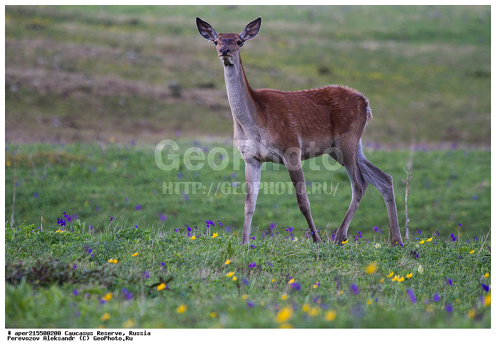 ������������� ����, ���������� ������, ���������-���������� ����������, ������, ���, ������, �������� ������, ���������� ��������������� ����������, ���������� ��������������� ��������� ���������� ���������� ����� �. �. �����������, ��������, ��������, �������������, �������������, �����, �����, XYZ, ��������, ������, Cervidae, ���������� �����, Cervus elaphus maral, ����������� �����, Cervus elaphus, Cervus canadensis, ����, ��������� �������, ������