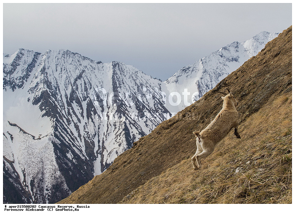 ������������� ����, ���������� ������, ���������-���������� ����������, ������, ���, ������, �������� ������, ���������� ��������������� ����������, ���������� ��������������� ��������� ���������� ���������� ����� �. �. �����������, ��������, ��������, �������������, �������������, �����, �����, XYZ, ���������, Bovidae, ����������������� ���, ��������� ���, ���������� ������ ����, ���������� ������ �����, Capra caucasica, �����, ���� �����, ������