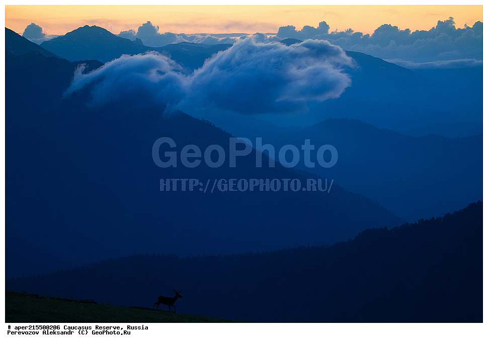 ������������� ����, ���������� ������, ���������-���������� ����������, ������, ���, ������, �������� ������, ���������� ��������������� ����������, ���������� ��������������� ��������� ���������� ���������� ����� �. �. �����������, ��������, ��������, �������������, �������������, �����, �����, XYZ, ��������, ������, Cervidae, ���������� �����, Cervus elaphus maral, ����������� �����, Cervus elaphus, Cervus canadensis, ����, ��������� �������, ������