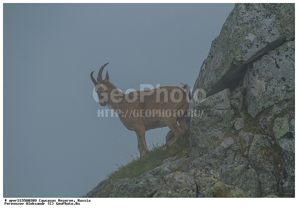 ������������� ����, ���������� ������, ���������-���������� ����������, ������, ���, ������, �������� ������, ���������� ��������������� ����������, ���������� ��������������� ��������� ���������� ���������� ����� �. �. �����������, ��������, ��������, �������������, �������������, �����, �����, XYZ, ���������, Bovidae, ����������������� ���, ��������� ���, ���������� ������ ����, ���������� ������ �����, Capra caucasica, ����, ���� �����, ������