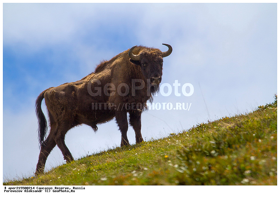 ������������� ����, ���������� ������, ���������-���������� ����������, ������, ���, ������, �������� ������, ���������� ��������������� ����������, ���������� ��������������� ��������� ���������� ���������� ����� �. �. �����������, ��������, ��������, �������������, �������������, �����, �����, XYZ, ���������, Bovidae, ����, ����������� ����, Bison bonasus, ����, �������� ������, ������, ����������, ����������, ������, ����������, ����������, ������