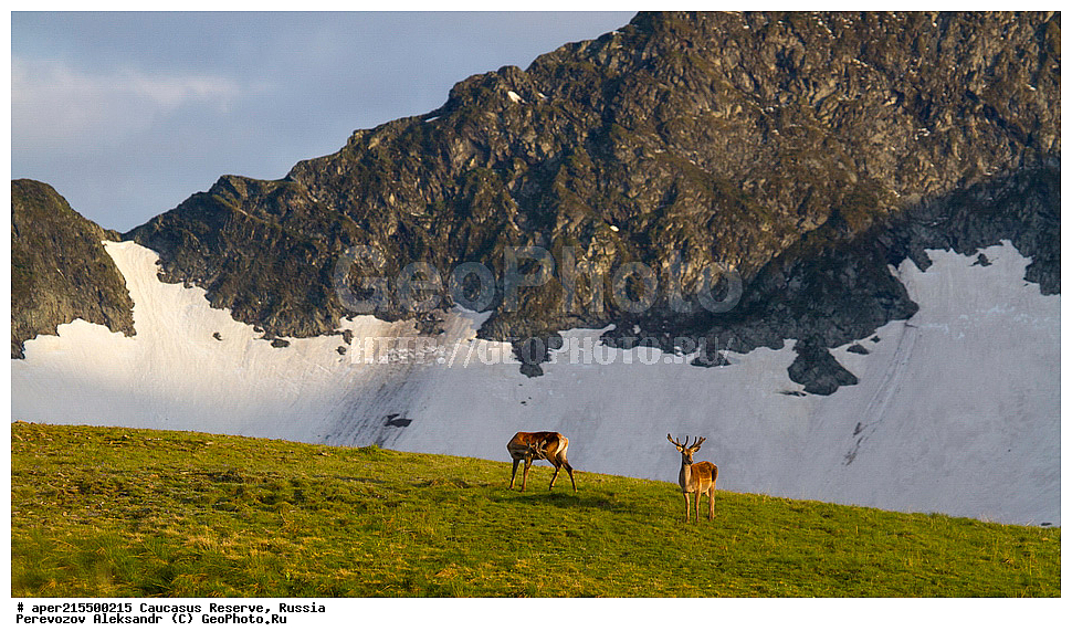 ������������� ����, ���������� ������, ���������-���������� ����������, ������, ���, ������, �������� ������, ���������� ��������������� ����������, ���������� ��������������� ��������� ���������� ���������� ����� �. �. �����������, ��������, ��������, �������������, �������������, �����, �����, XYZ, ��������, ������, Cervidae, ���������� �����, Cervus elaphus maral, ����������� �����, Cervus elaphus, Cervus canadensis, ����, �������� ������, ������